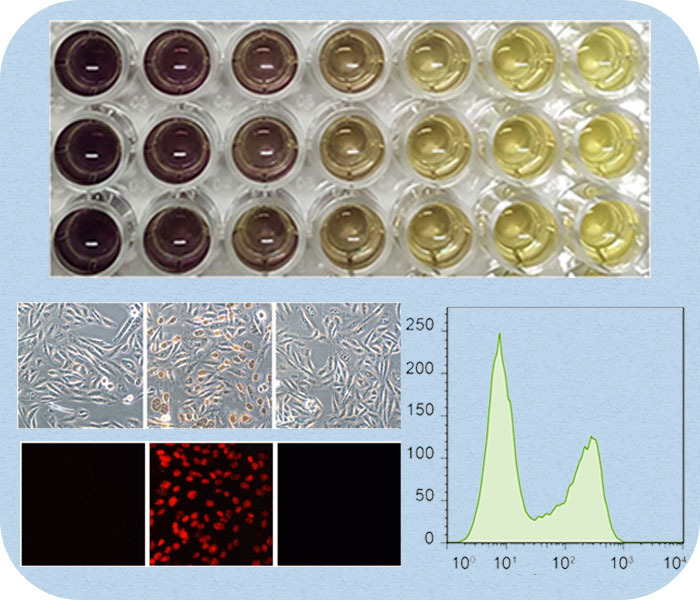 細(xì)胞增殖及活性檢測.jpg